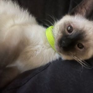 Meet your Posher, Emerson